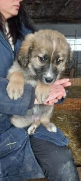 Nico 44 cm (Apr 26) Pflegestelle