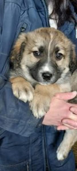 Nico 44 cm (Apr 26) Pflegestelle