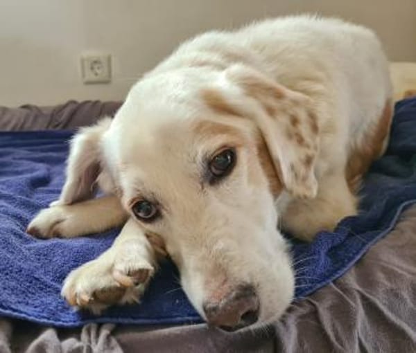 Jimmy sucht ein liebevolles Zuhause