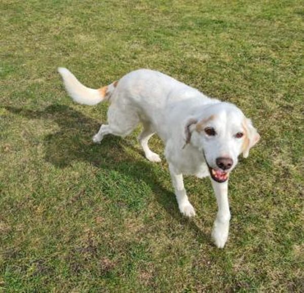 Jimmy sucht ein liebevolles Zuhause