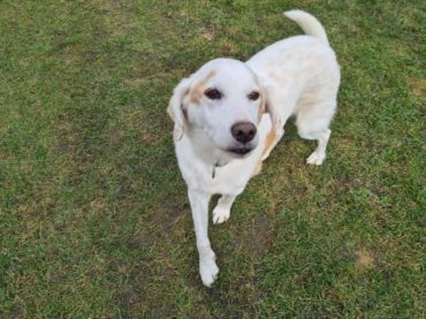 Jimmy sucht ein liebevolles Zuhause