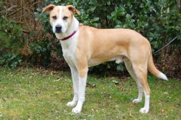 LOUNIS, mit einem Herz aus Gold