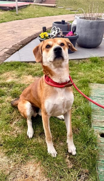 CHARLY - sportlich und anhänglich