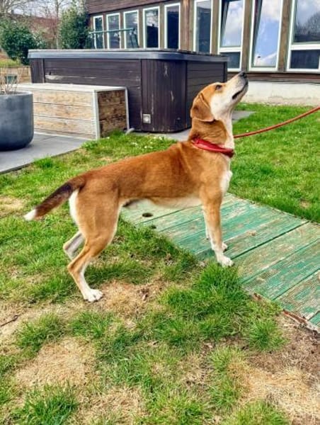 CHARLY - sportlich und anhänglich