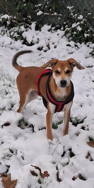 CHARLY - sportlich und anhänglich