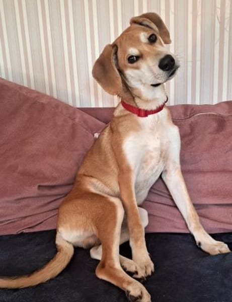 CHARLY - sportlich und anhänglich