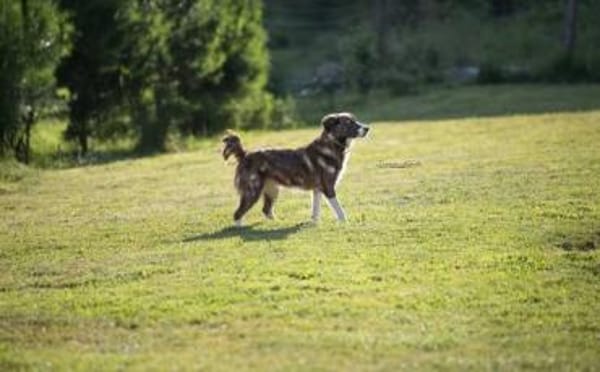 KIBA * Ihre Menschen sind Ihre Welt