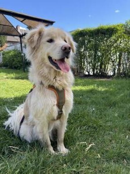 Kuscheljunge Medo sucht seine Familie!