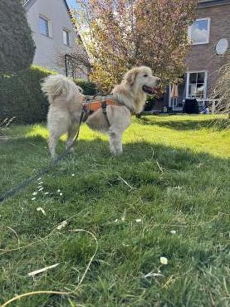 Kuscheljunge Medo sucht seine Familie!