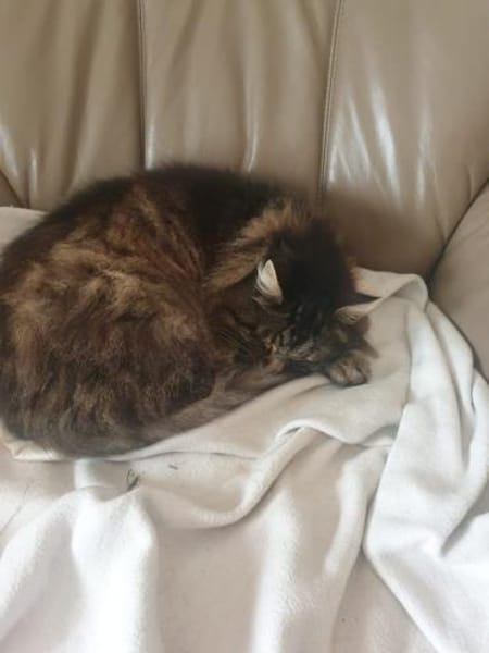 beste Freunde Karl.Heinz u.Hero in Lorch