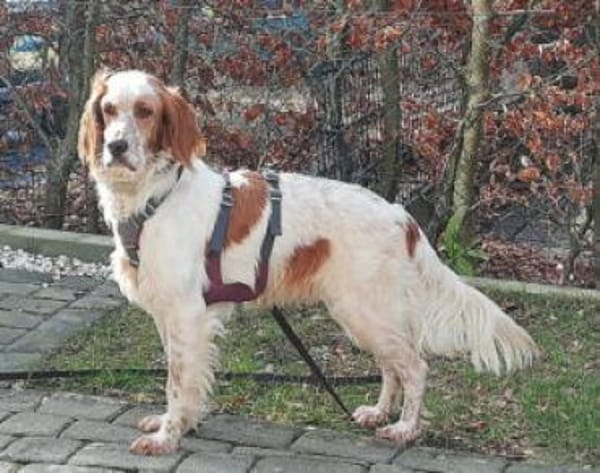 Giannios sucht ein sportliches Zuhause