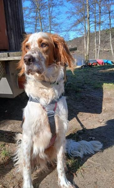 Giannios sucht ein sportliches Zuhause