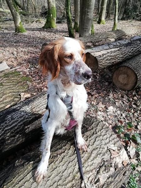 Giannios sucht ein sportliches Zuhause