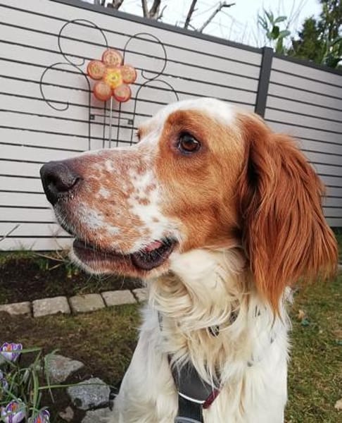 Giannios sucht ein sportliches Zuhause