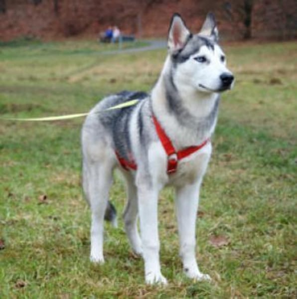 BON sucht liebevolle sportliche Menschen