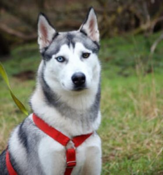 BON sucht liebevolle sportliche Menschen