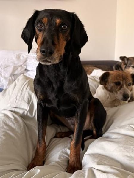 Neria, geb. 11/2020, 95168 Marktleuten