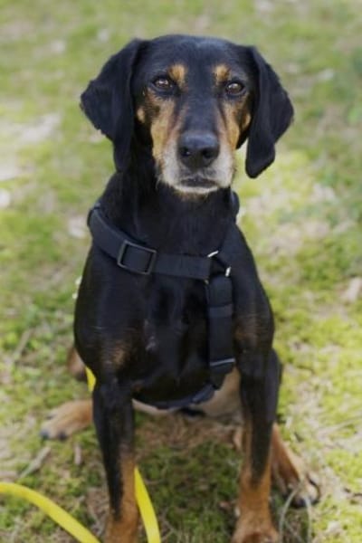 Neria, geb. 11/2020, 95168 Marktleuten