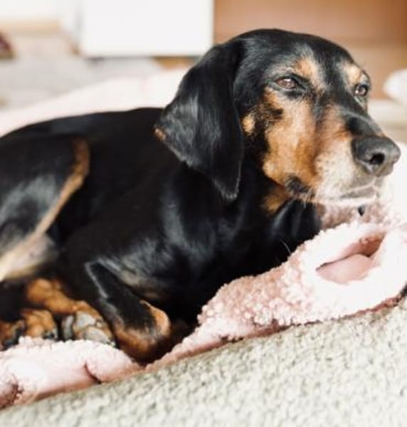 Neria, geb. 11/2020, 95168 Marktleuten