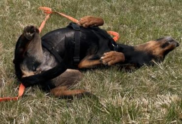 Neria, geb. 11/2020, 95168 Marktleuten