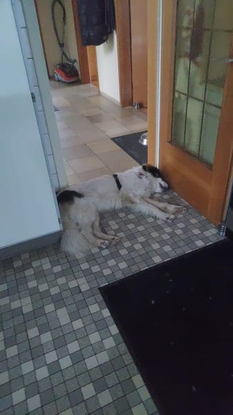 Schlauer Po sucht seine Menschen