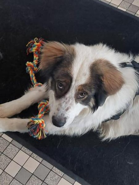 Schlauer Po sucht seine Menschen