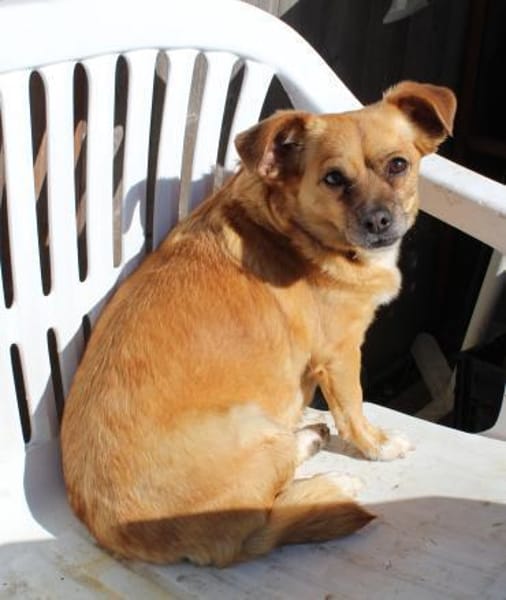 Kleine Dada sucht ein für immer Zuhause