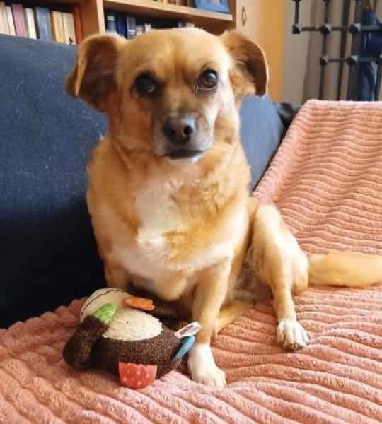 Kleine Dada sucht ein für immer Zuhause