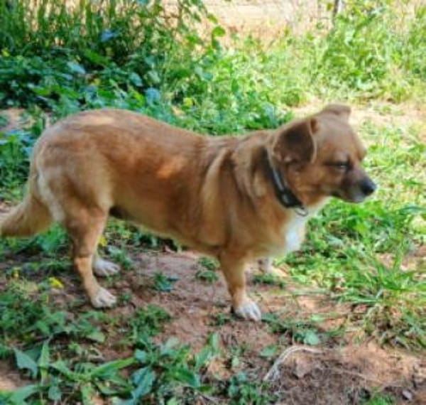 Kleine Dada sucht ein für immer Zuhause