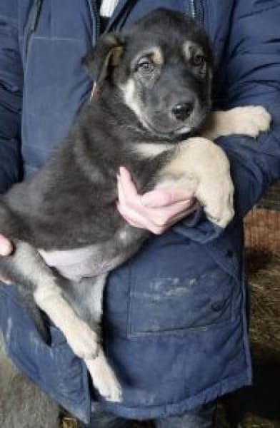 Noel 44 cm (Apr 26) Pflegestelle