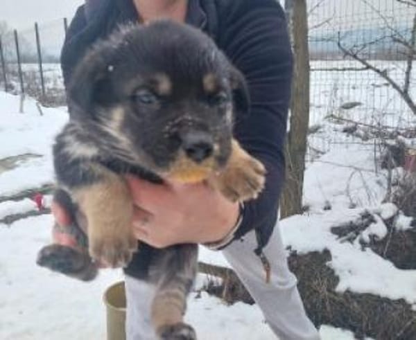 Noel 44 cm (Apr 26) Pflegestelle