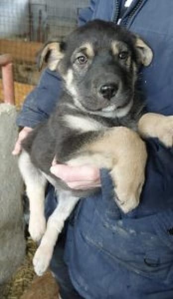 Noel 44 cm (Apr 26) Pflegestelle