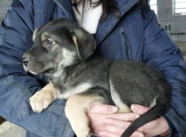 Noel 44 cm (Apr 26) Pflegestelle