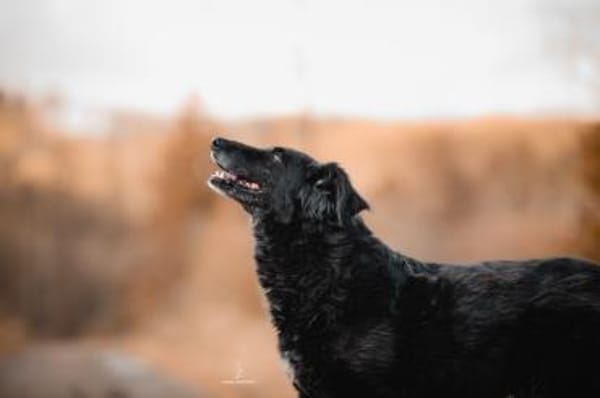 Sanfte Fiby hofft auf Happy End