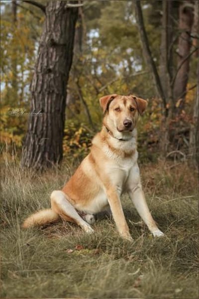 Wudy  der sanfte Beobachter