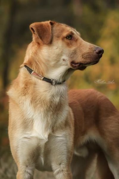 Wudy  der sanfte Beobachter