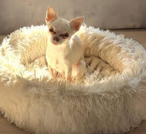 Die sensile Püppi sucht eine Familie !