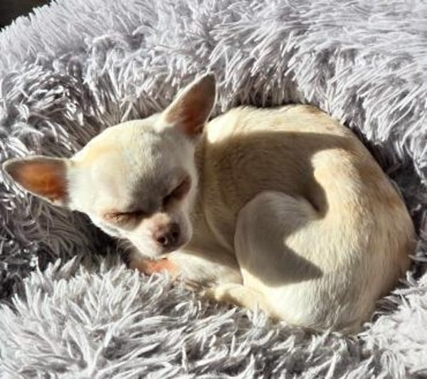 Die sensile Püppi sucht eine Familie !