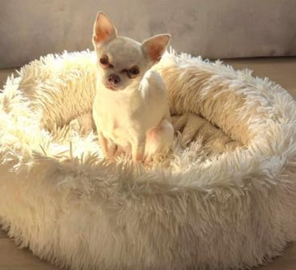 Die sensile Püppi sucht eine Familie !