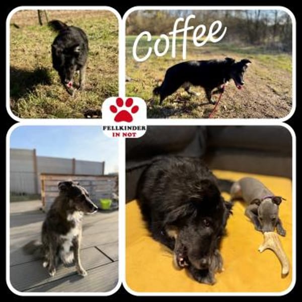 NOTFALL Coffee sucht zuhause