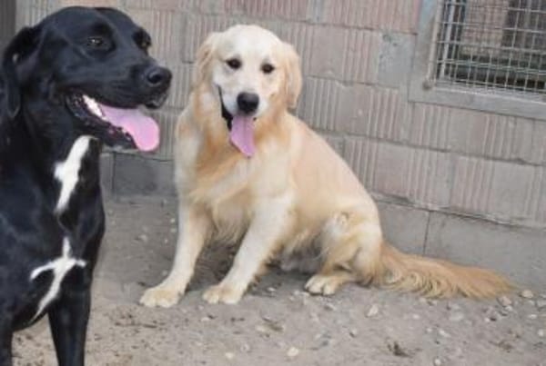 Jonathan Sensibelchen