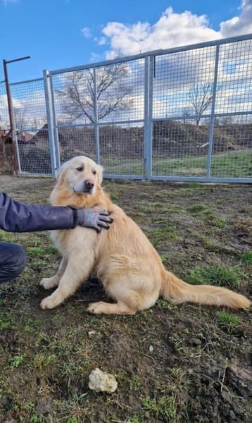 Jonathan Sensibelchen