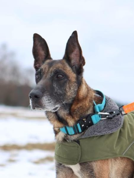 Herzenshund Kurt sucht Familie