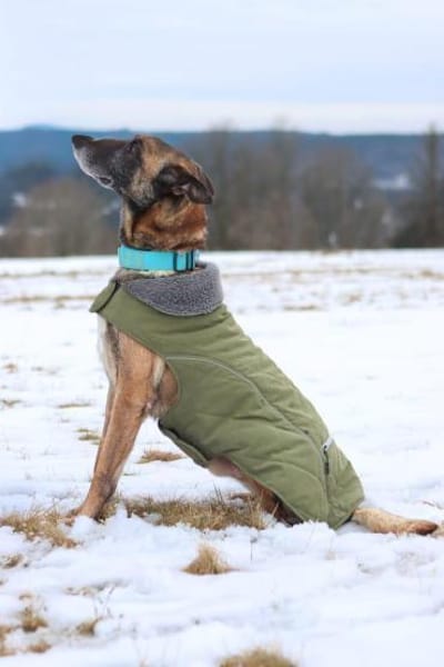 Herzenshund Kurt sucht Familie