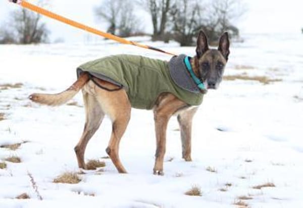 Herzenshund Kurt sucht Familie