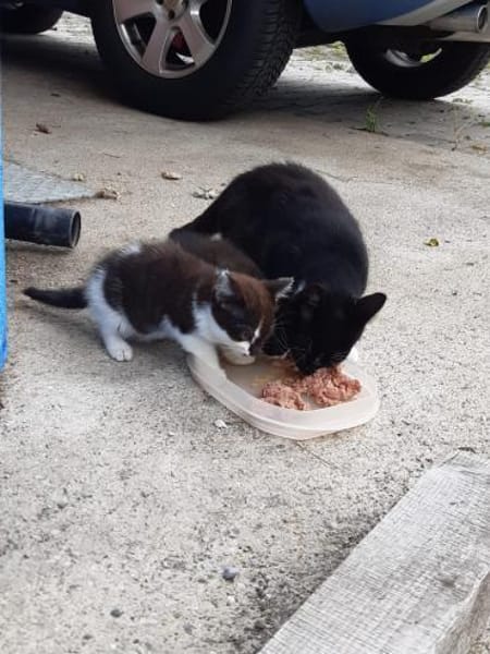 Pflegestellen für unsere Katzen gesucht!