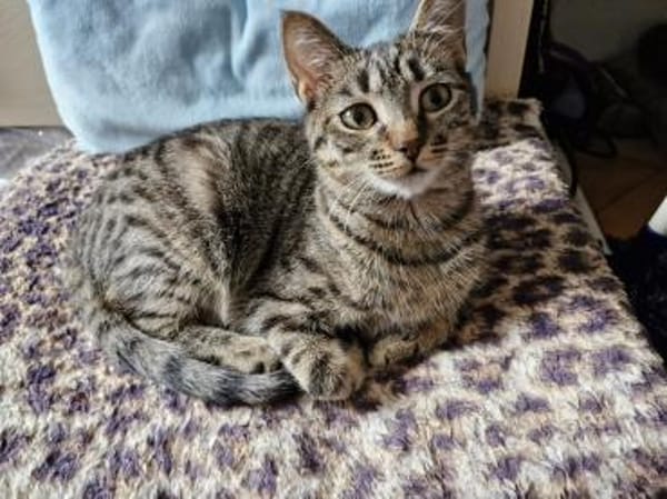 Pflegestellen für unsere Katzen gesucht!