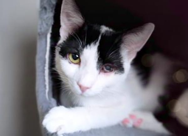 Pinsel und Polly suchen ein Zuhause