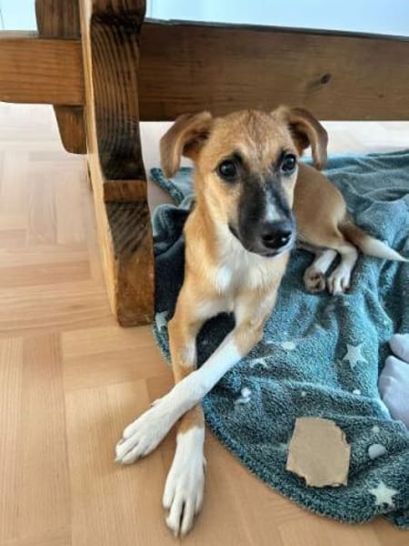 MARJORIE -liebe und verschmuste Seele-