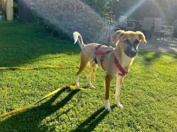 MARJORIE -liebe und verschmuste Seele-